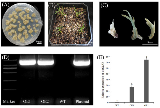 Agronomy 15 01225 g0a1