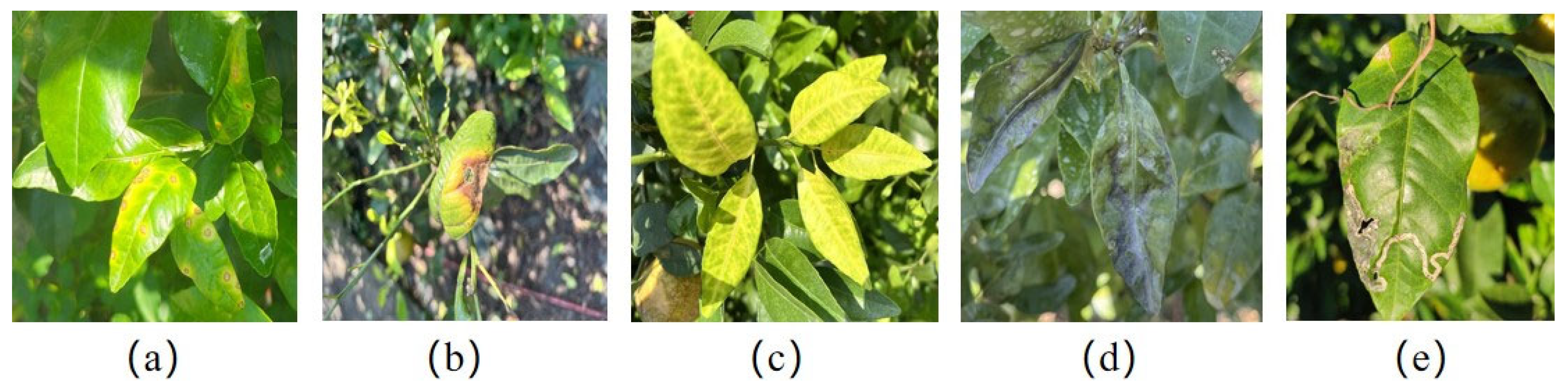 Agronomy 15 01252 g001