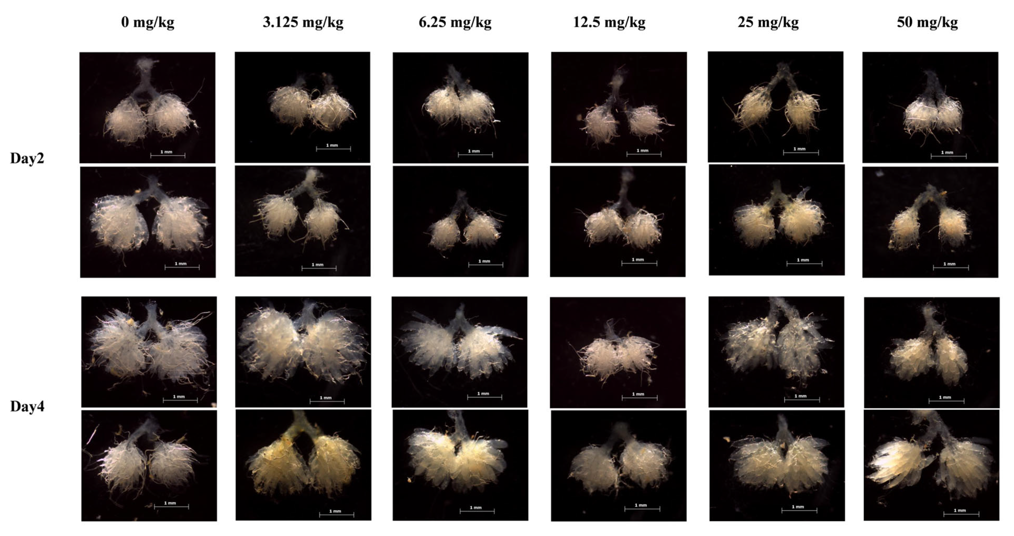 Agronomy 15 01261 g002 Agronomy 15 01261 g002