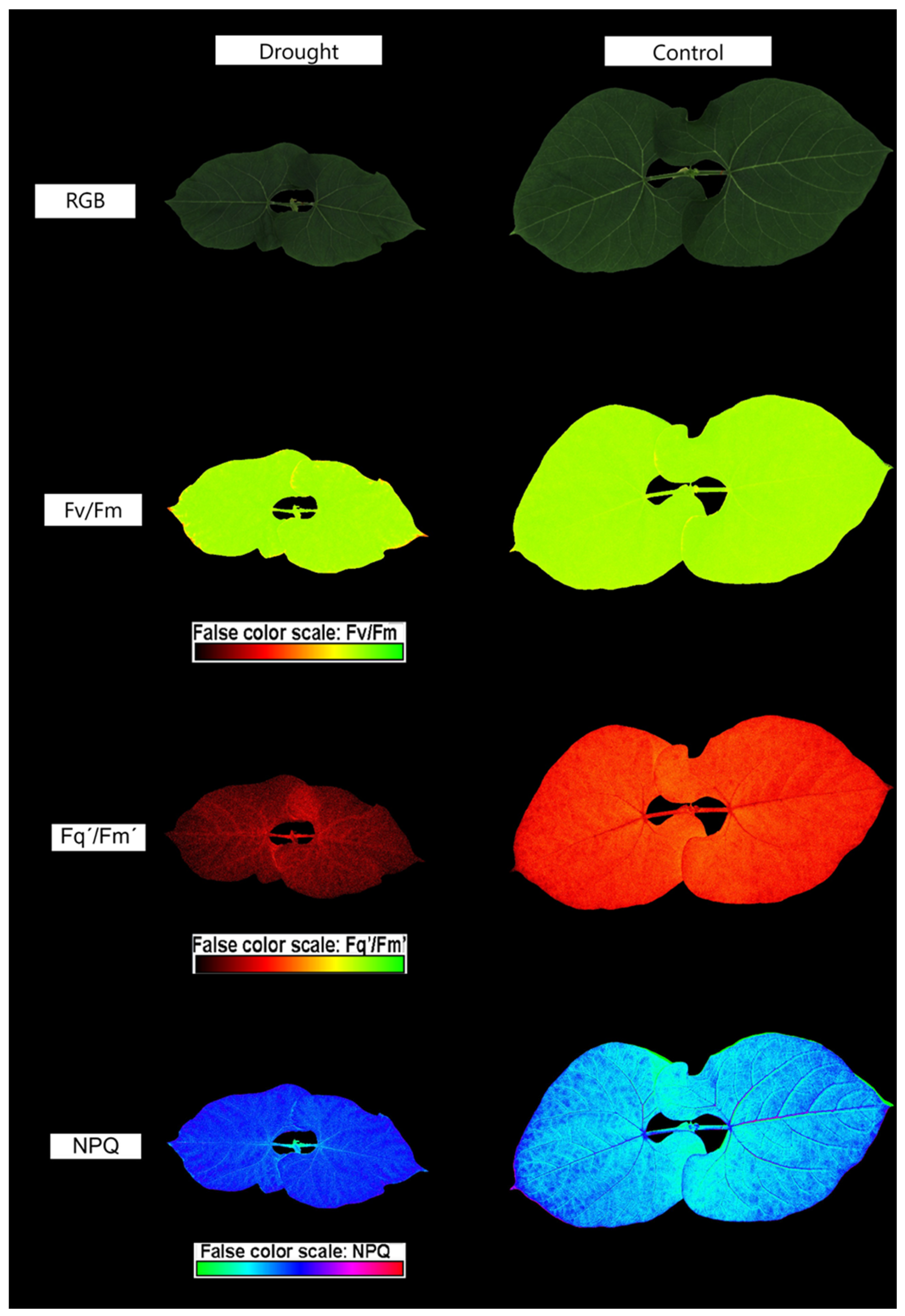 Agronomy 15 01344 g004