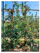 Agronomy 15 01446 i004