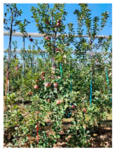 Agronomy 15 01446 i005