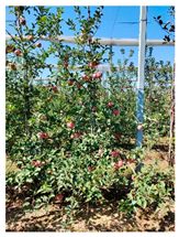 Agronomy 15 01446 i006