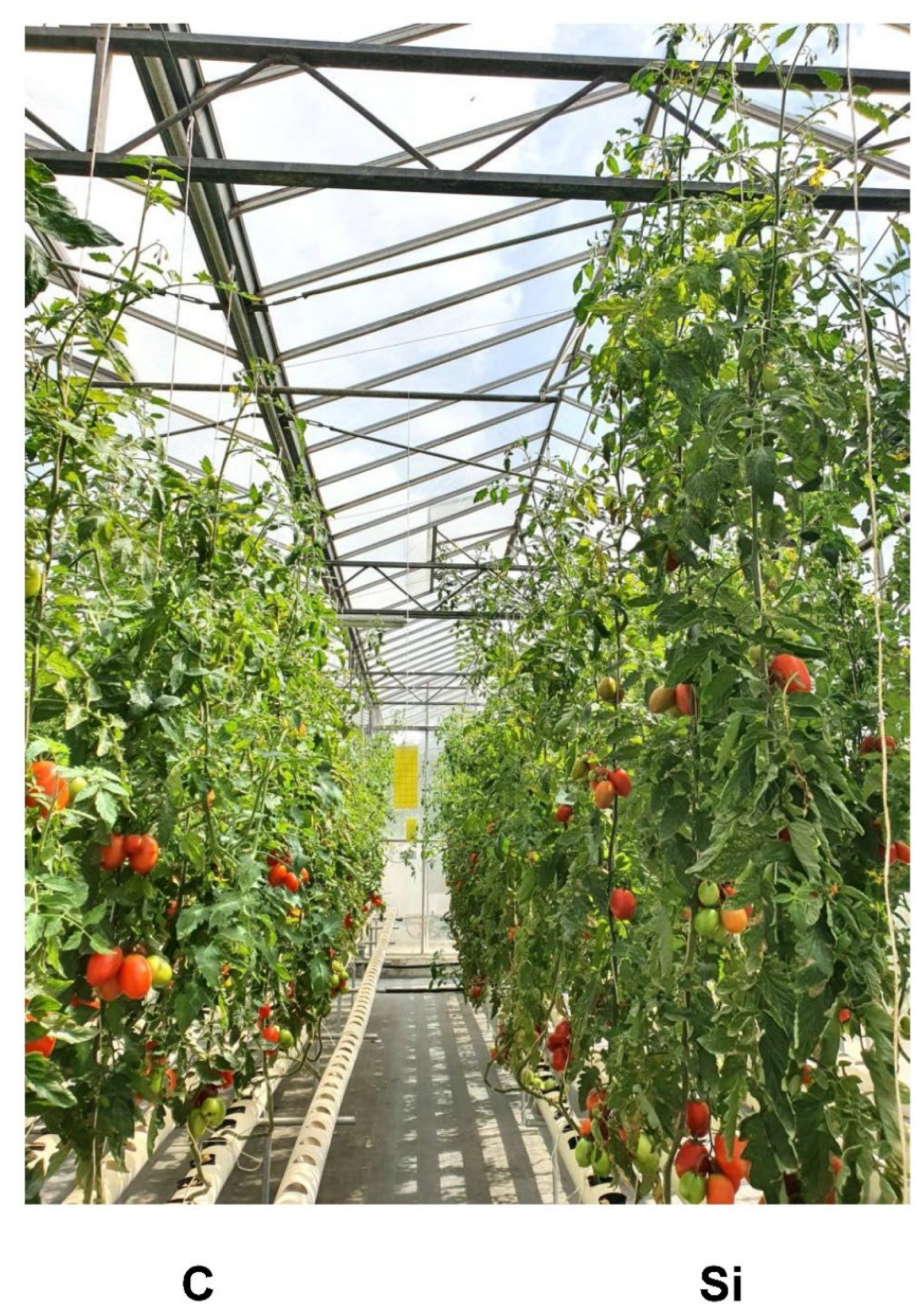 Agronomy 15 01553 g004