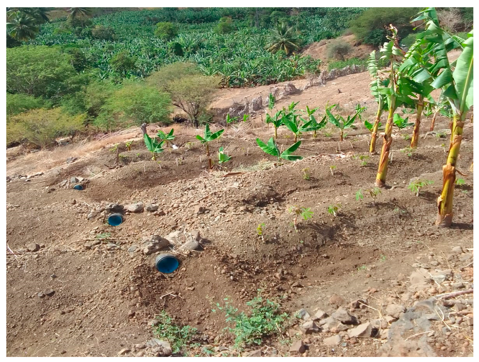 Agronomy 15 01625 g011