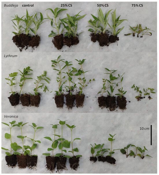 Agronomy 15 01633 g003