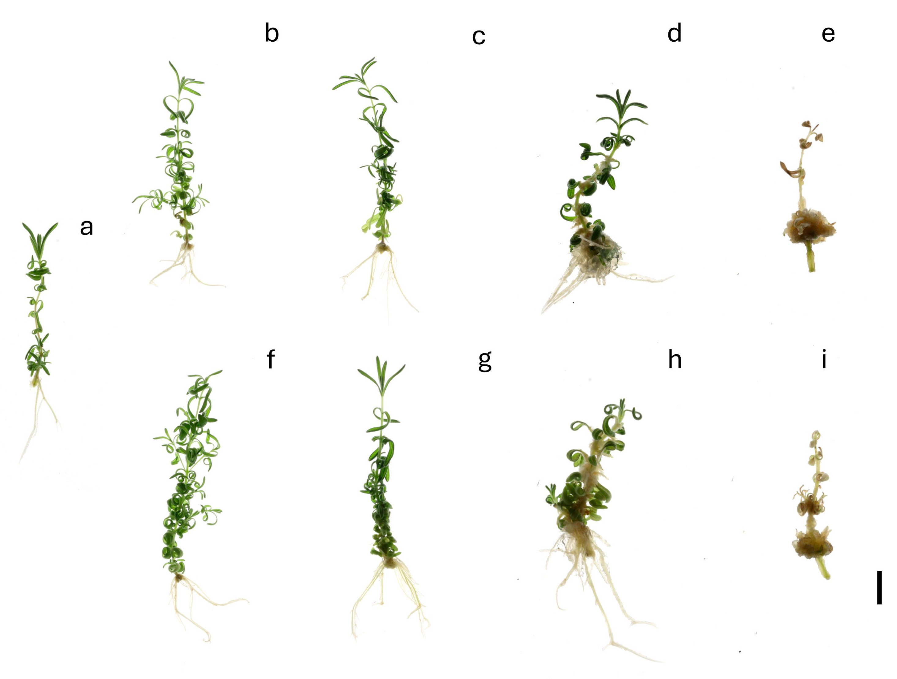 Agronomy 15 01677 g001
