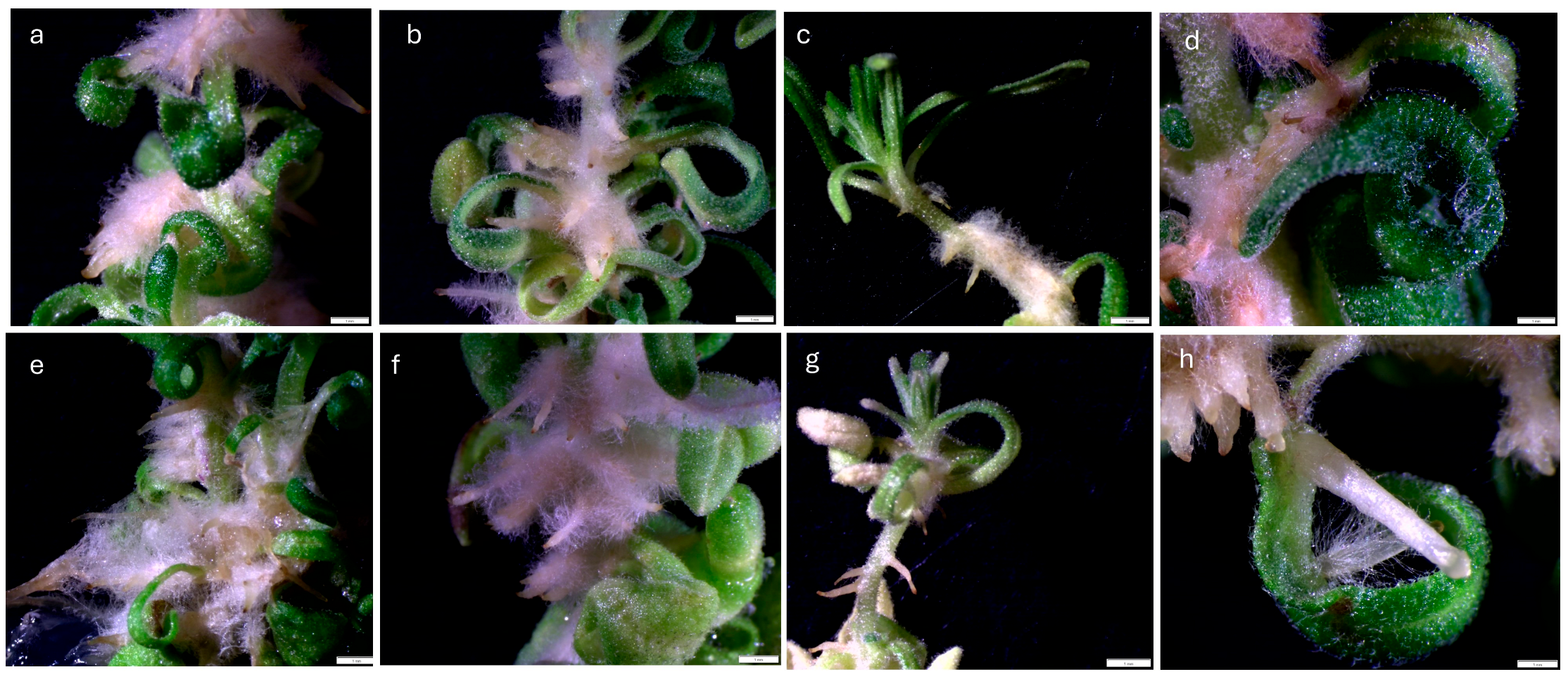 Agronomy 15 01677 g003