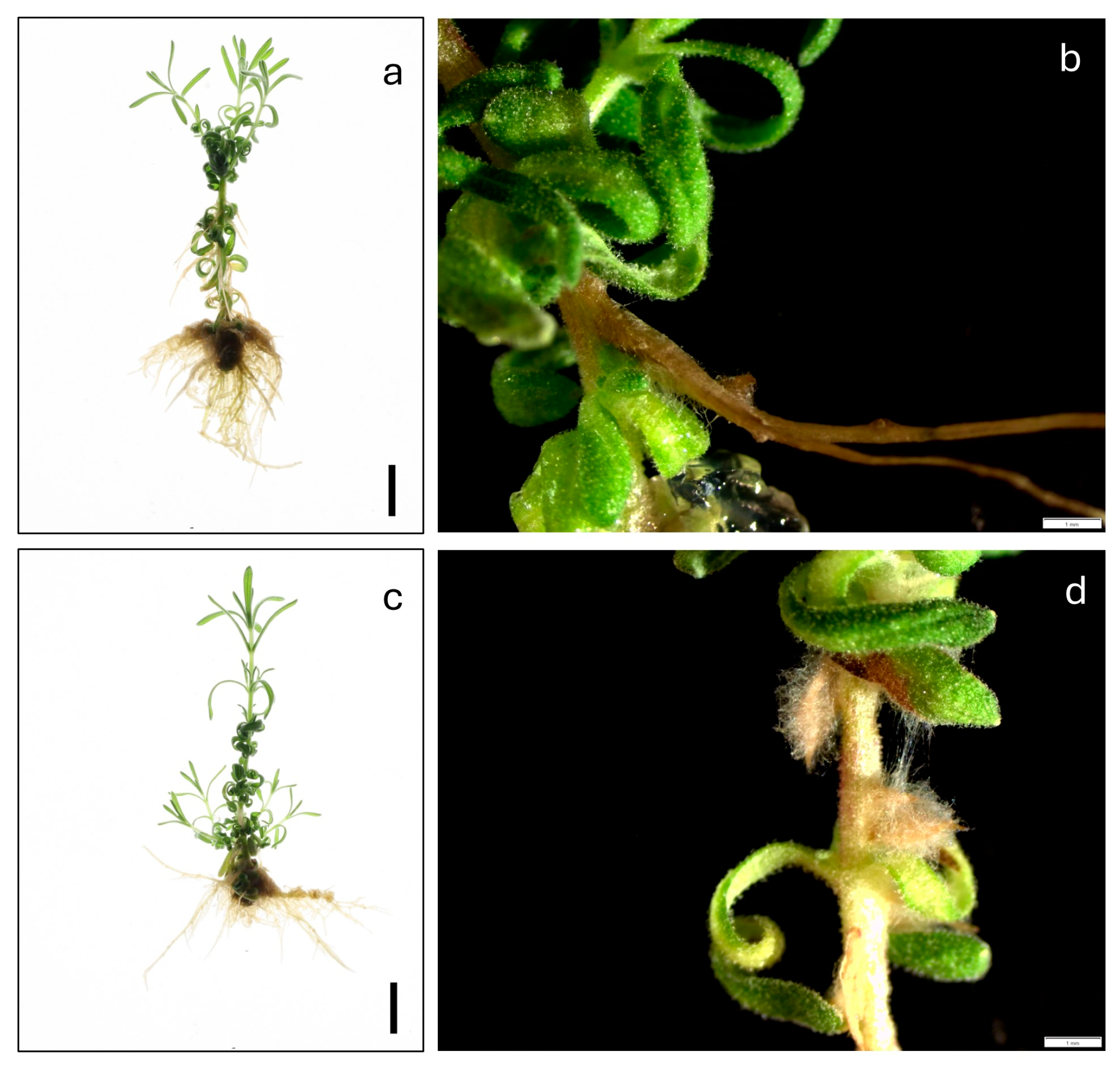 Agronomy 15 01677 g004