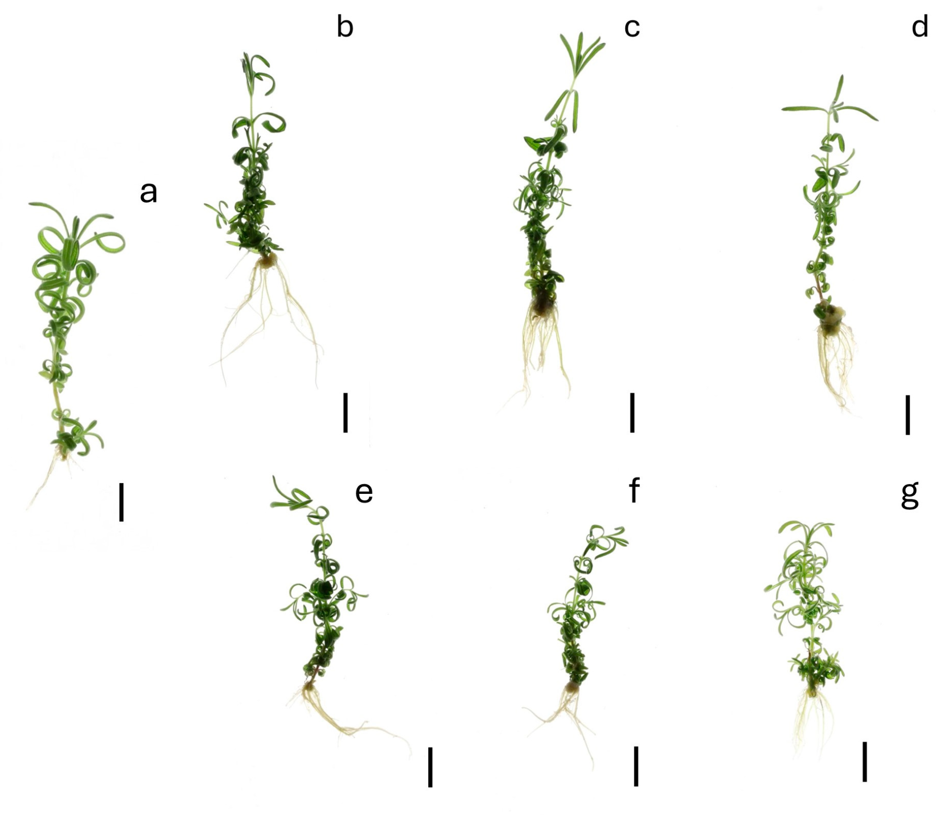Agronomy 15 01677 g005