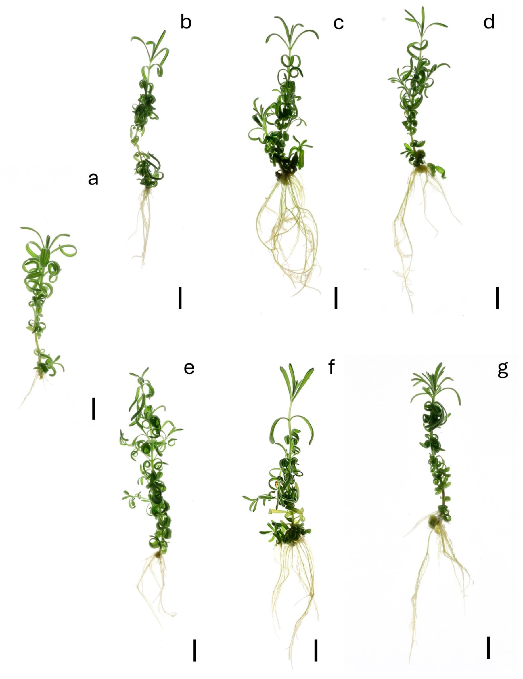 Agronomy 15 01677 g006