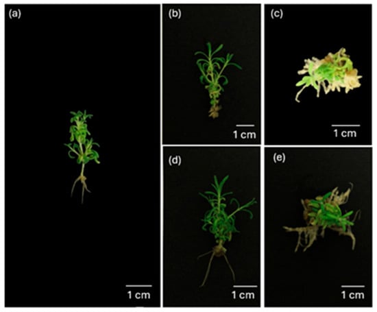 Agronomy 15 01677 g0a1