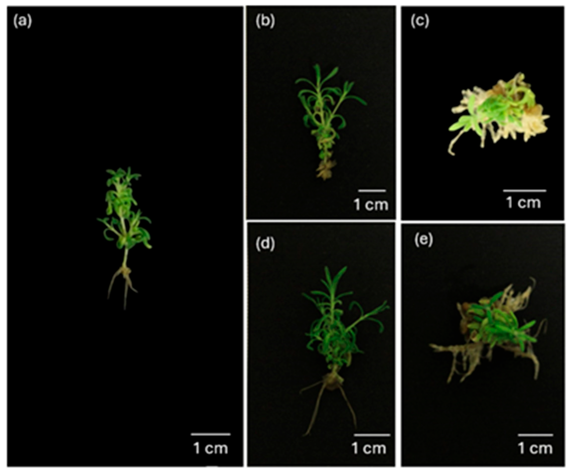 Agronomy 15 01677 g0a1