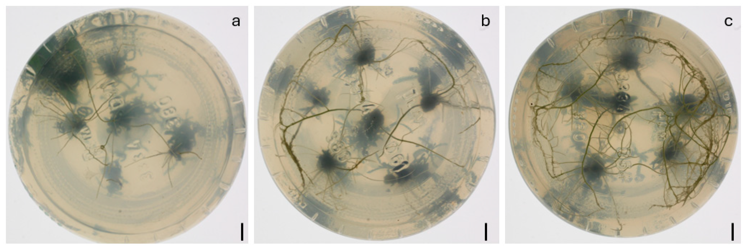 Agronomy 15 01677 g0a2