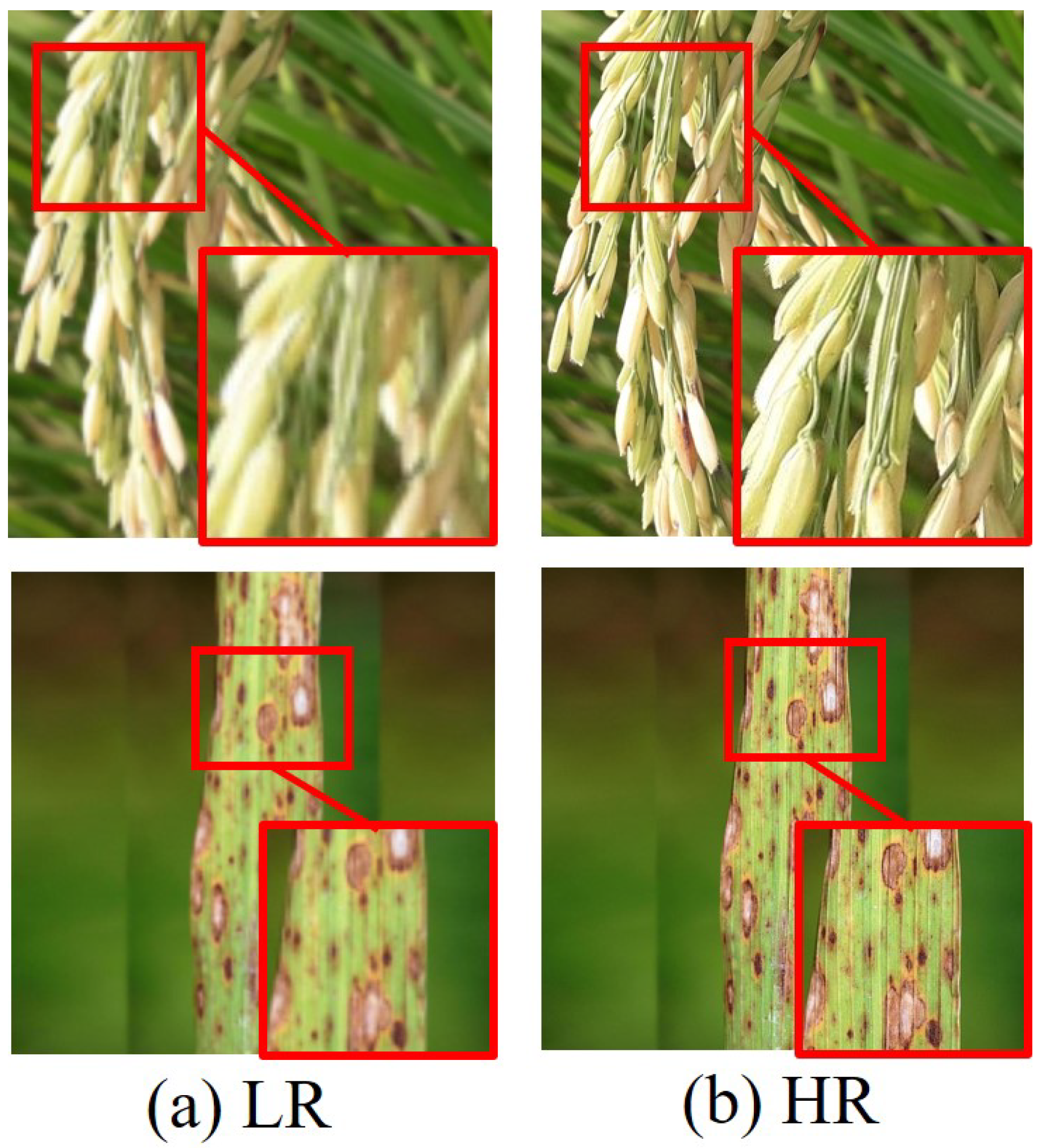 Agronomy 15 01729 g001 Agronomy 15 01729 g001
