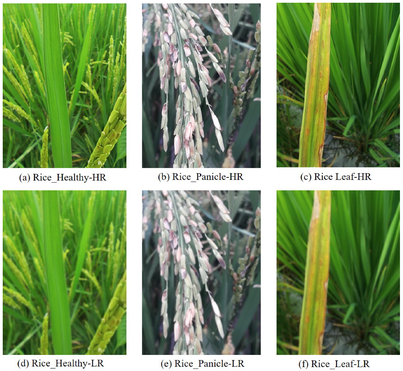 Agronomy 15 01729 g004 Agronomy 15 01729 g004