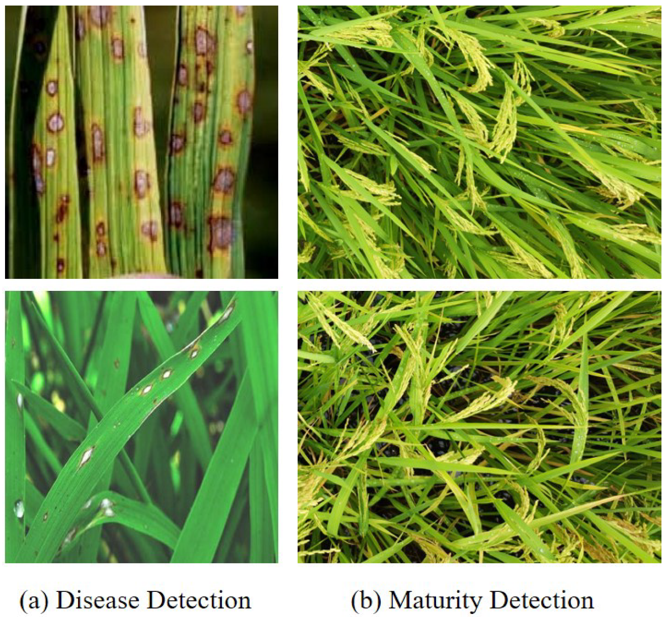 Agronomy 15 01729 g005 Agronomy 15 01729 g005