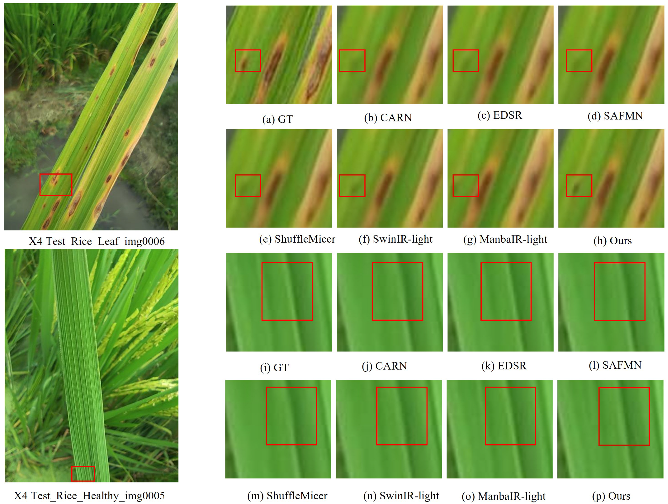 Agronomy 15 01729 g009 Agronomy 15 01729 g009