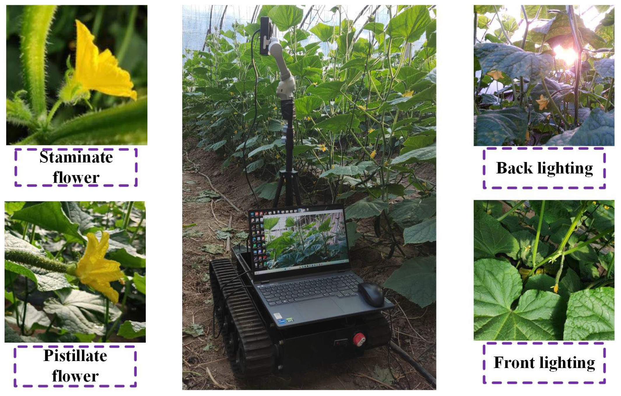 Agronomy 15 01744 g001