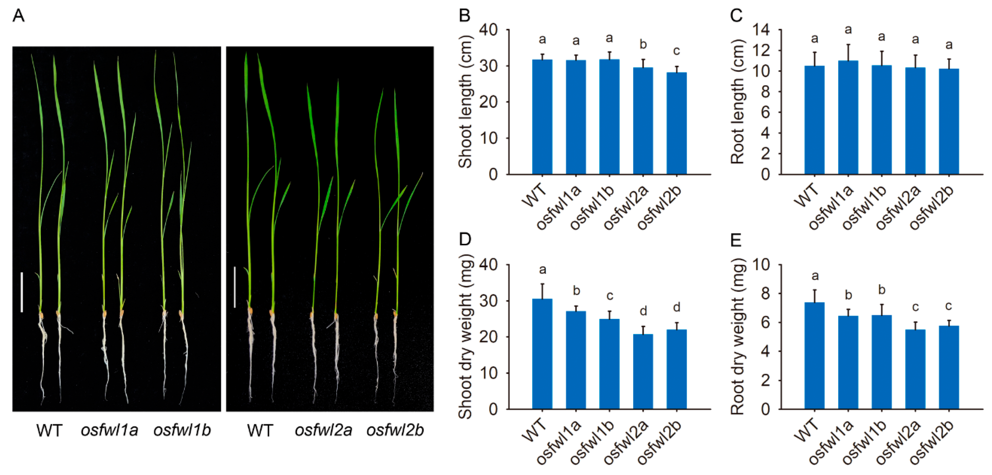 Agronomy 15 01747 g002