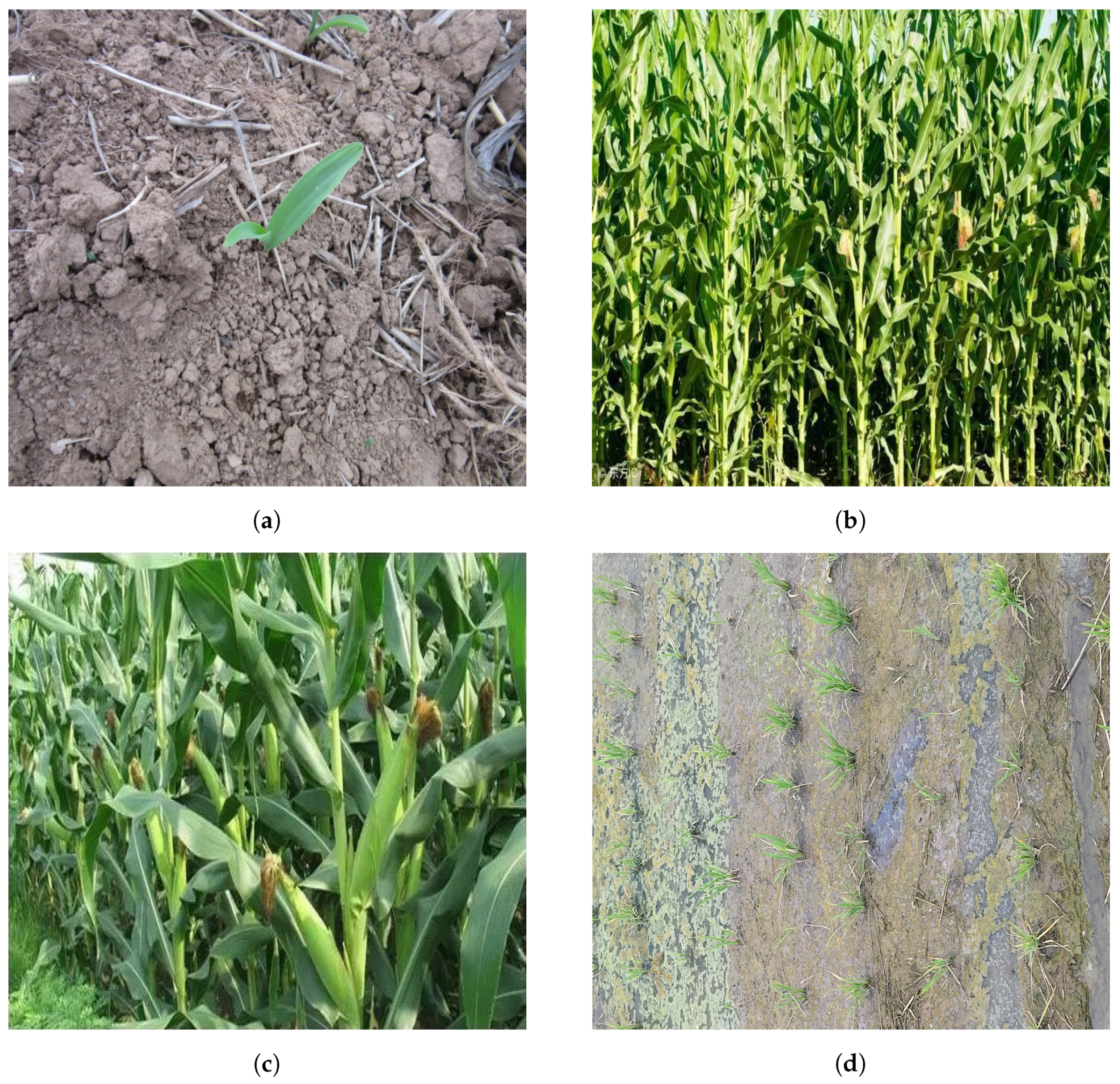 Agronomy 15 01788 g011