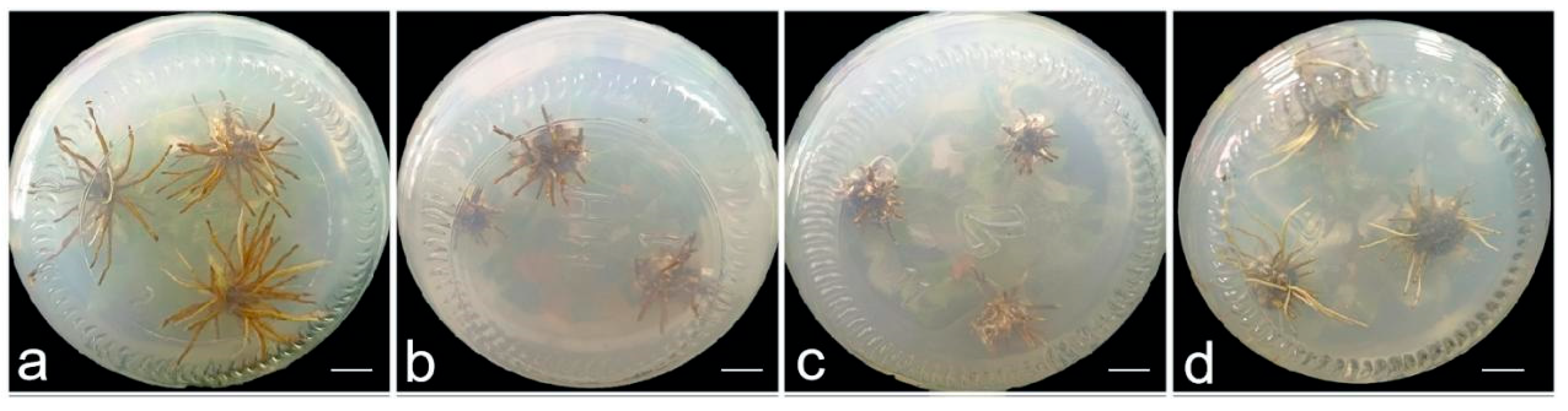 Agronomy 15 01834 g002