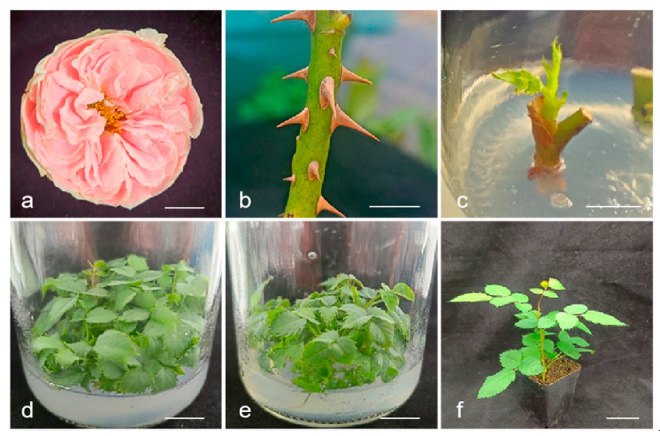 Agronomy 15 01834 g003