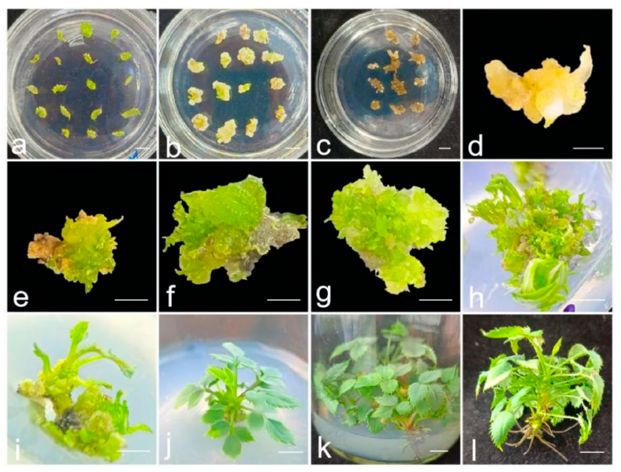 Agronomy 15 01834 g005