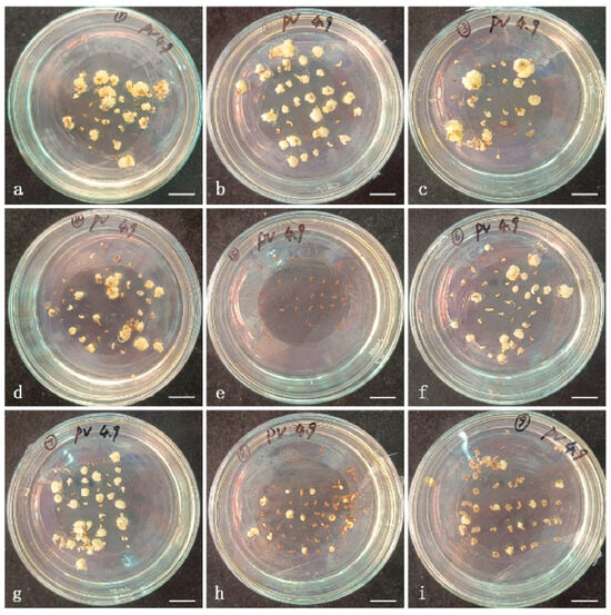 Agronomy 15 01834 g0a1