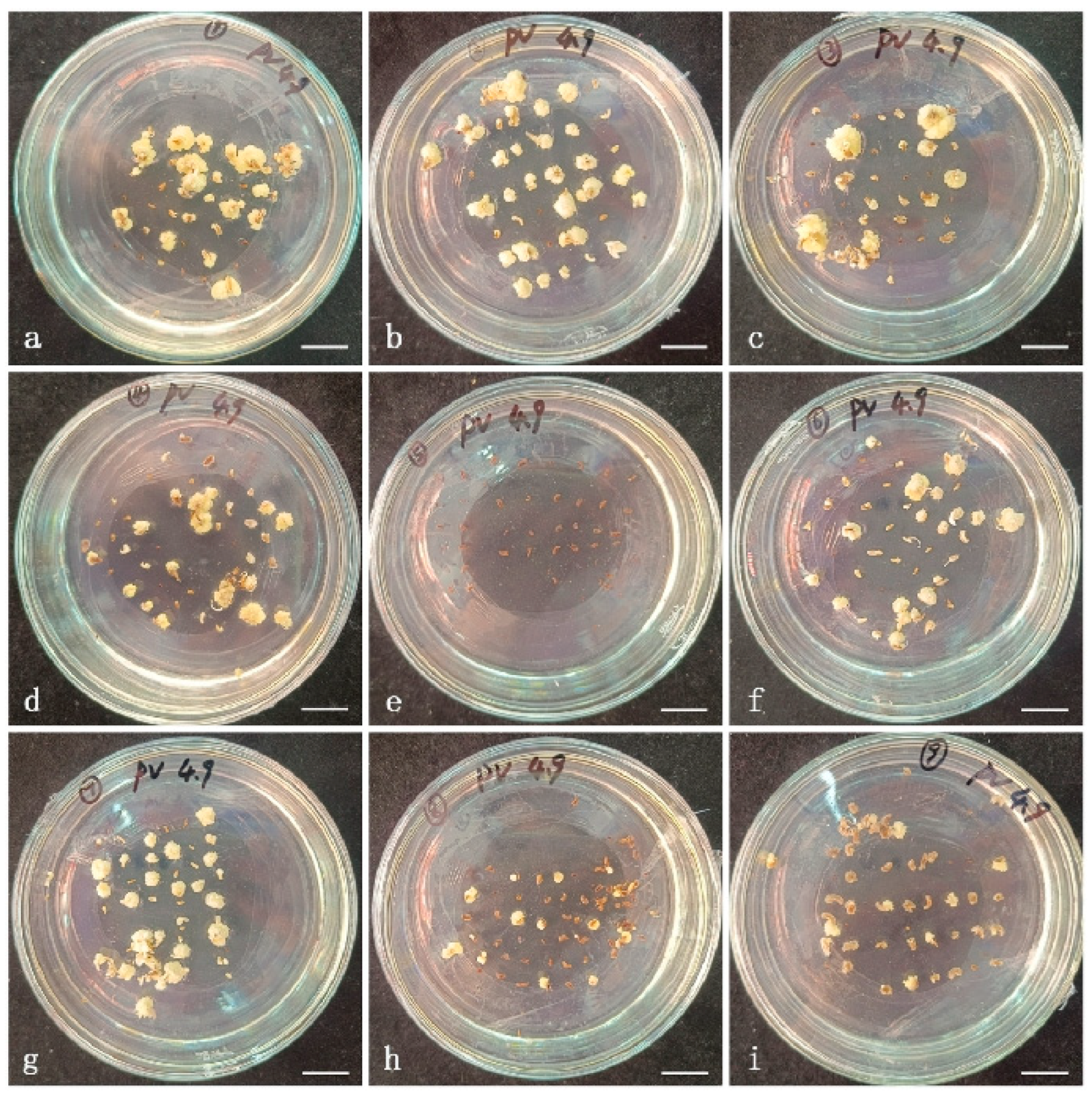 Agronomy 15 01834 g0a1