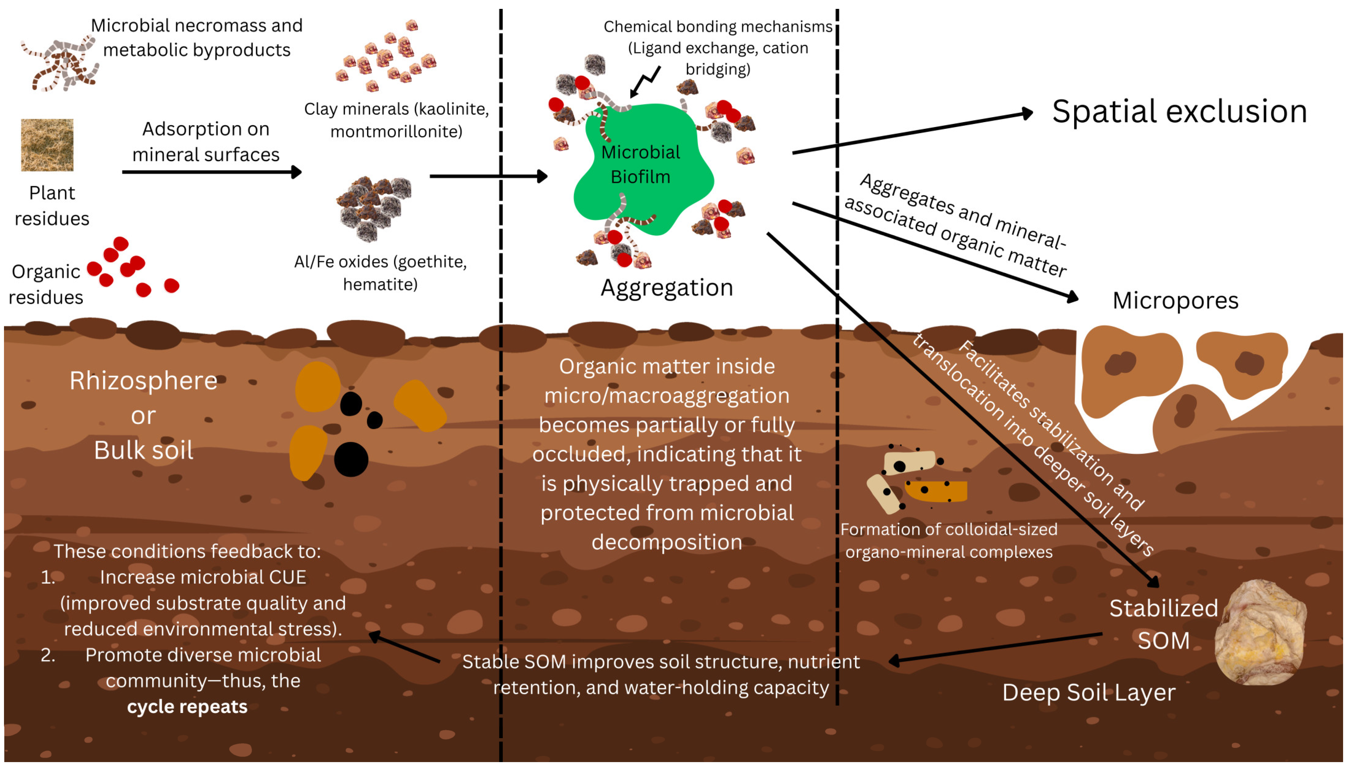 Representación esquemática de cómo la mineralogía del suelo influye en los hábitats microbianos y la estabilización de la materia orgánica del suelo.