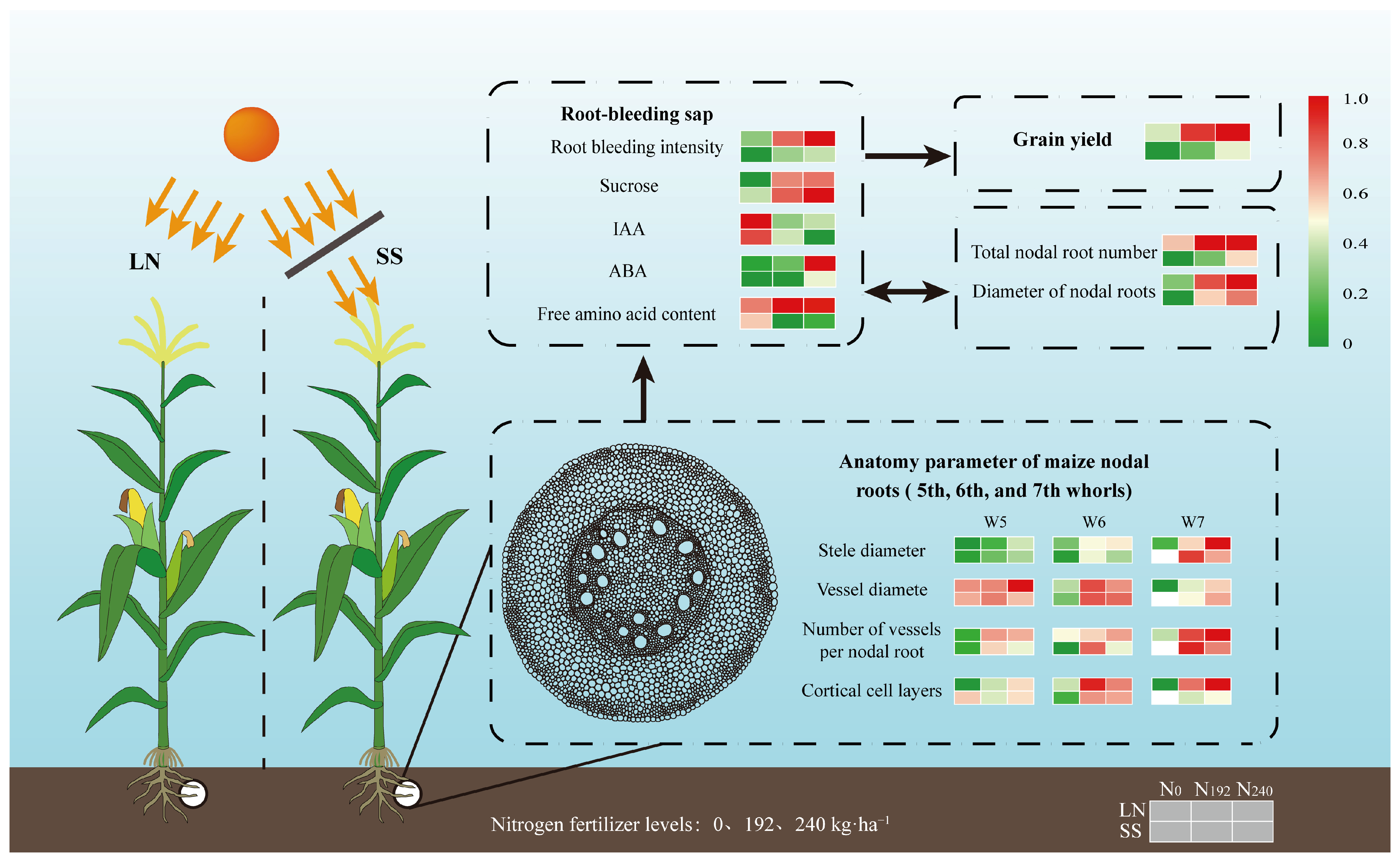 Agronomy 15 01949 g008 Agronomy 15 01949 g008