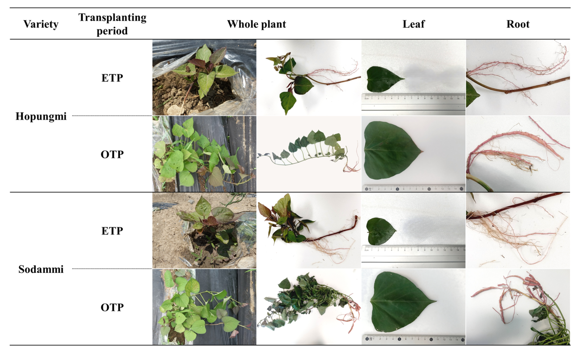 Agronomy 15 01963 g002