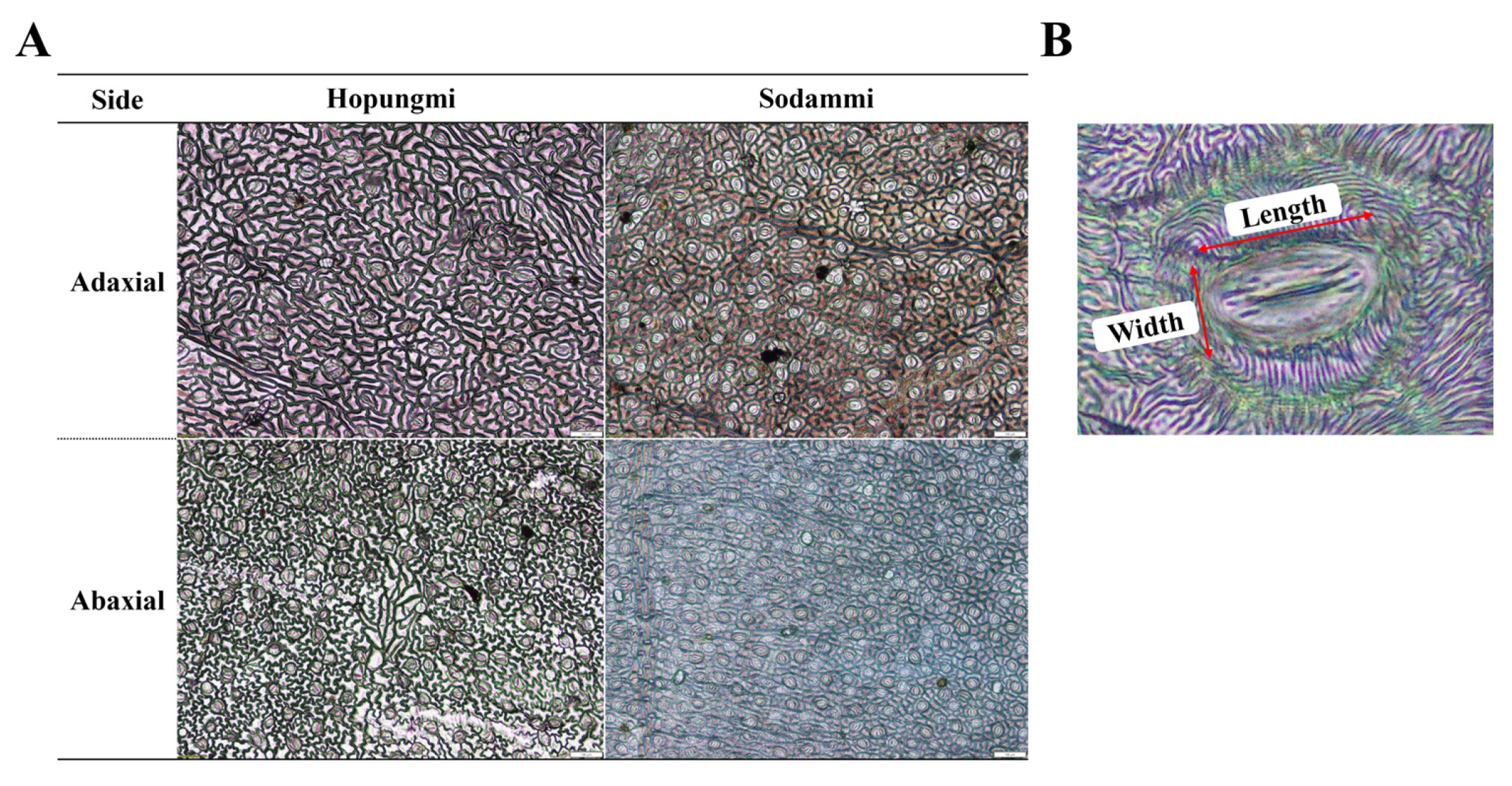 Agronomy 15 01963 g003
