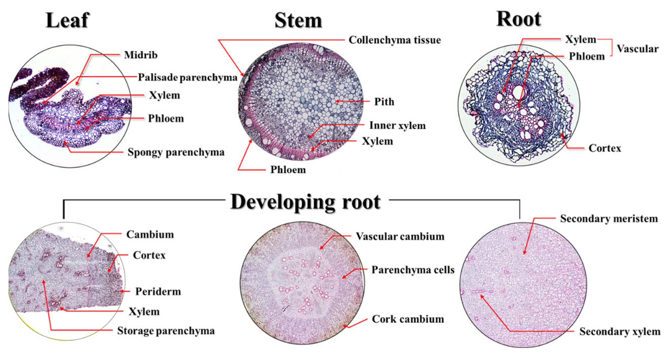 Agronomy 15 01963 g005