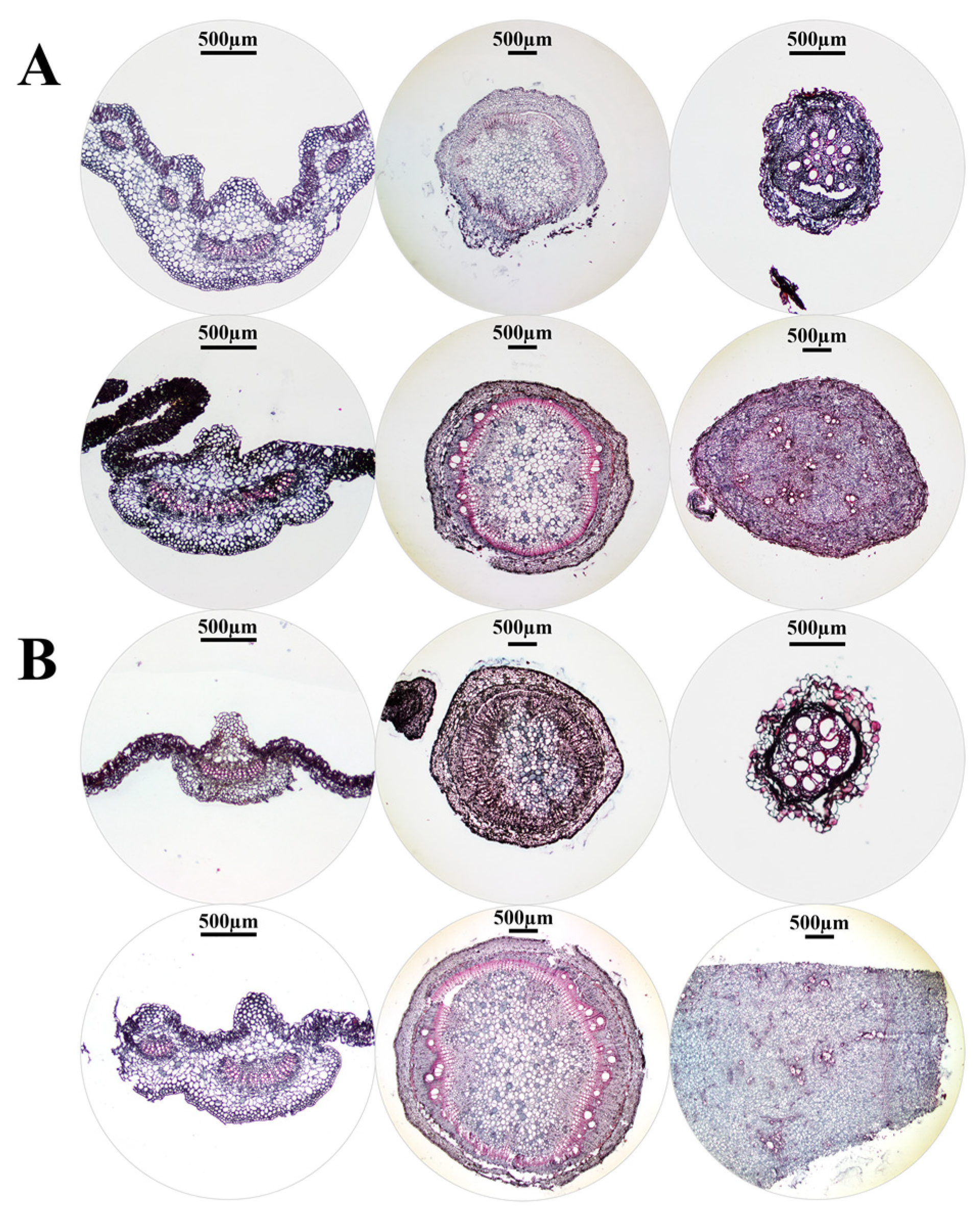 Agronomy 15 01963 g006
