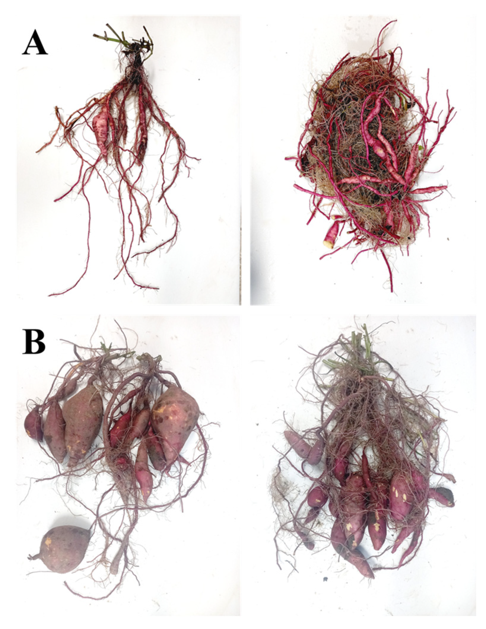 Agronomy 15 01963 g010