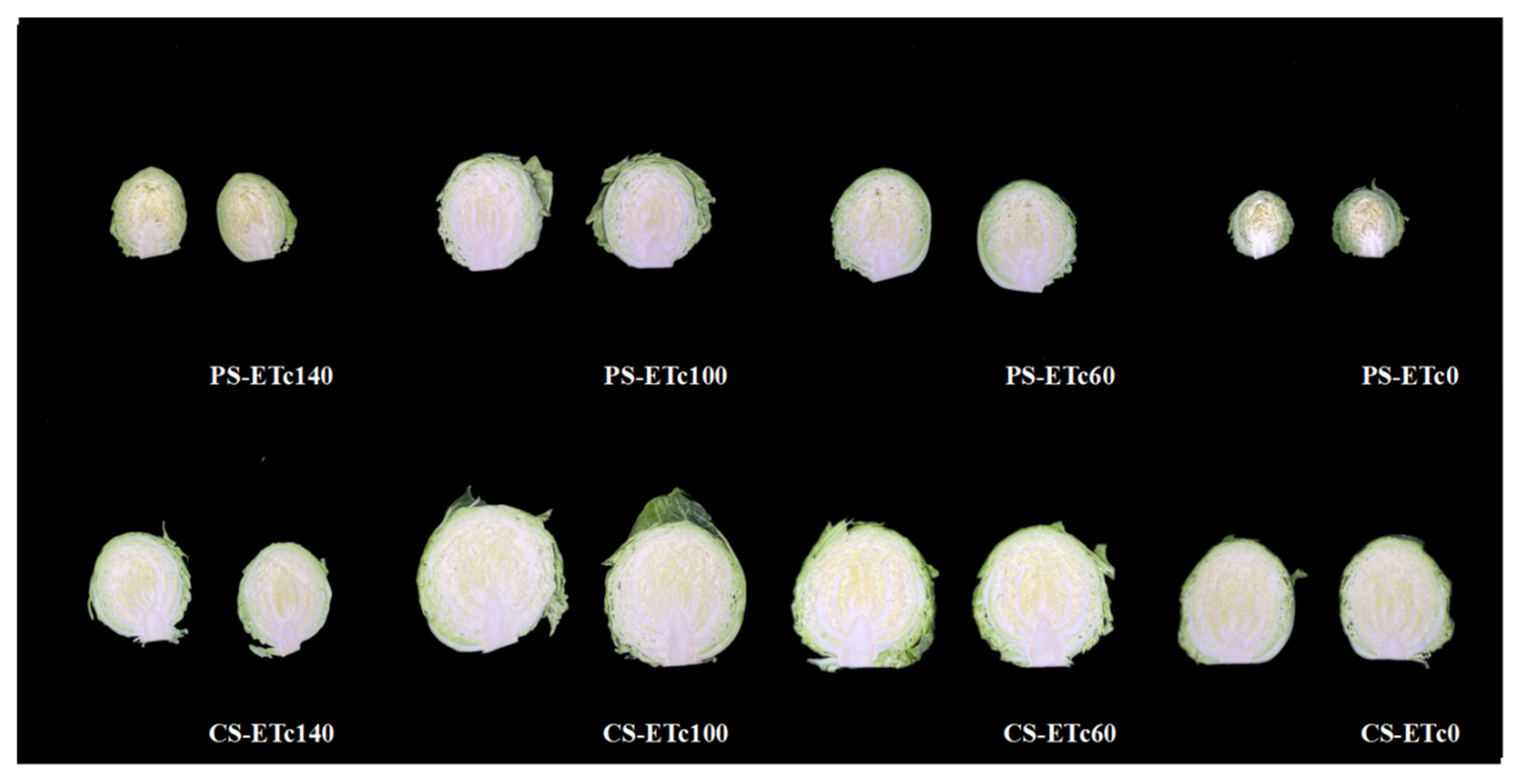 Agronomy 15 01981 g008 Agronomy 15 01981 g008