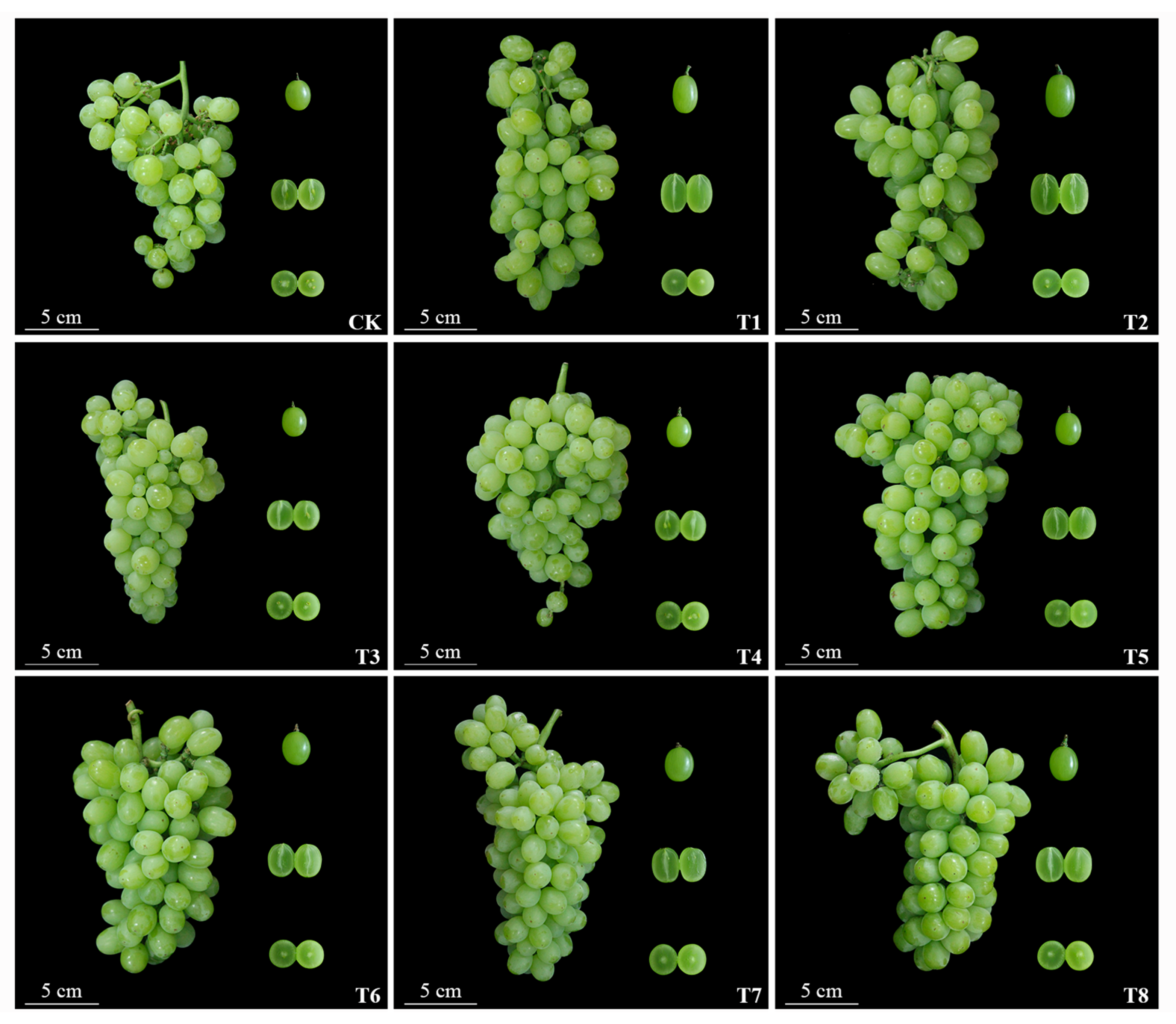 Agronomy 15 01986 g001