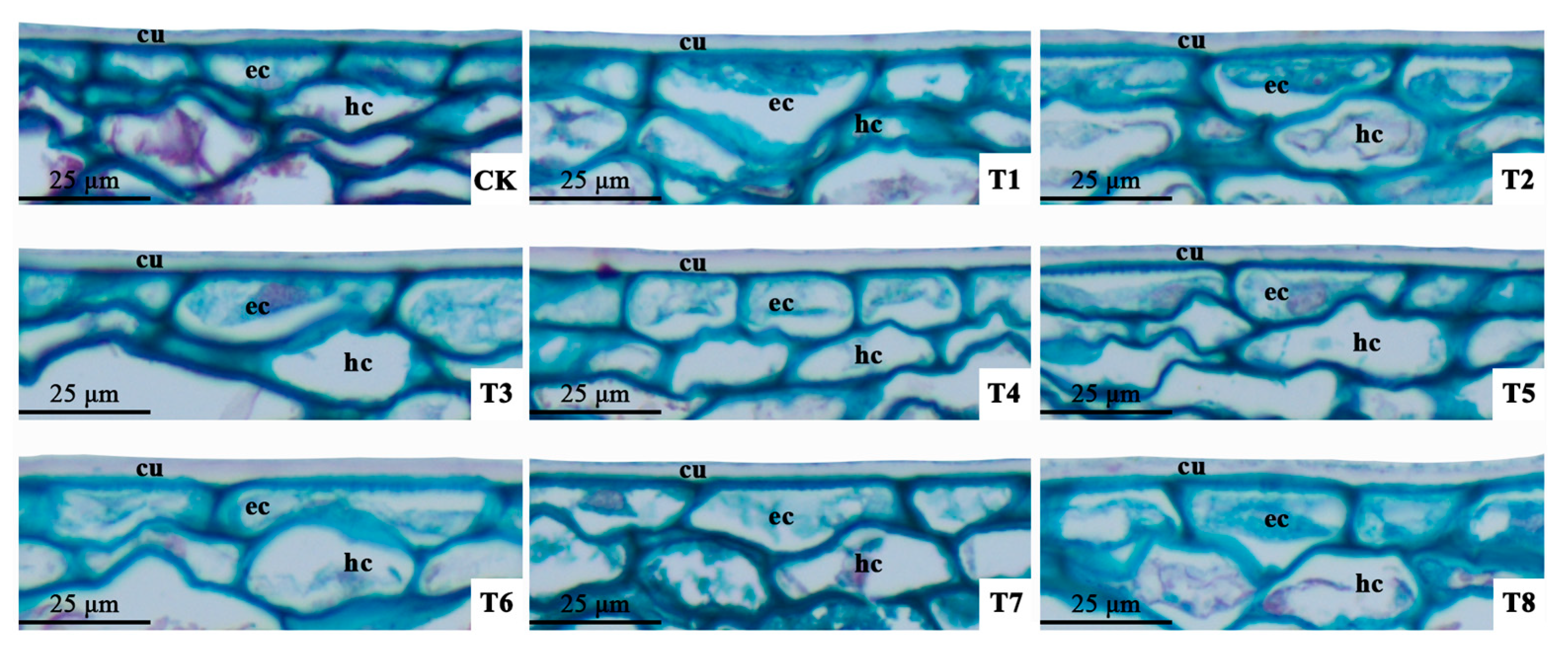 Agronomy 15 01986 g003