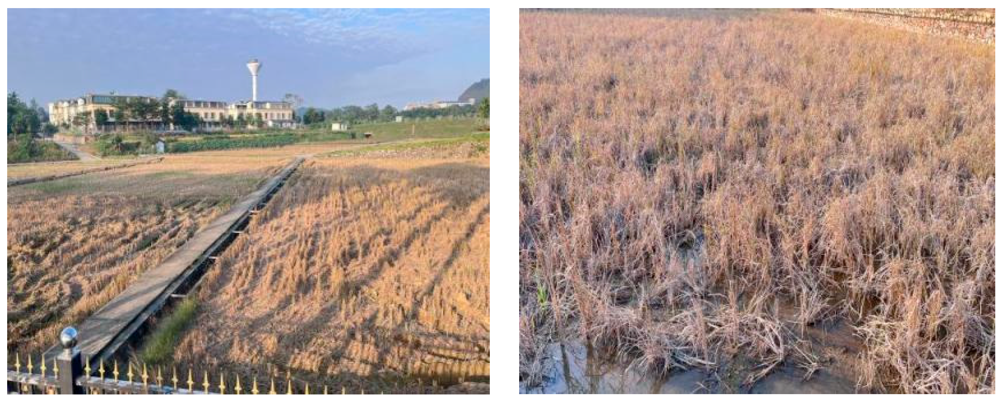 Agronomy 15 02065 g002