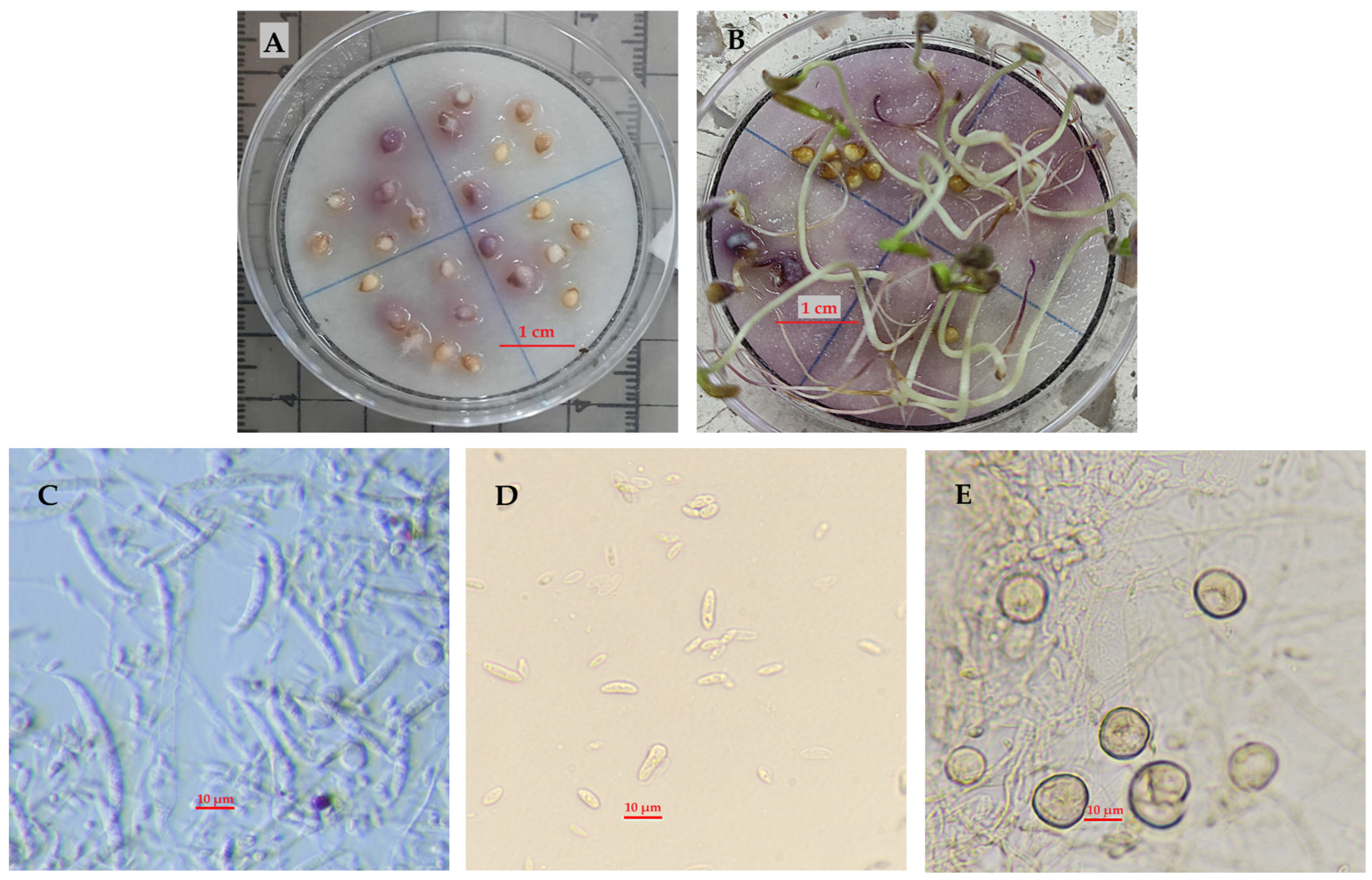 Agronomy 15 02089 g001