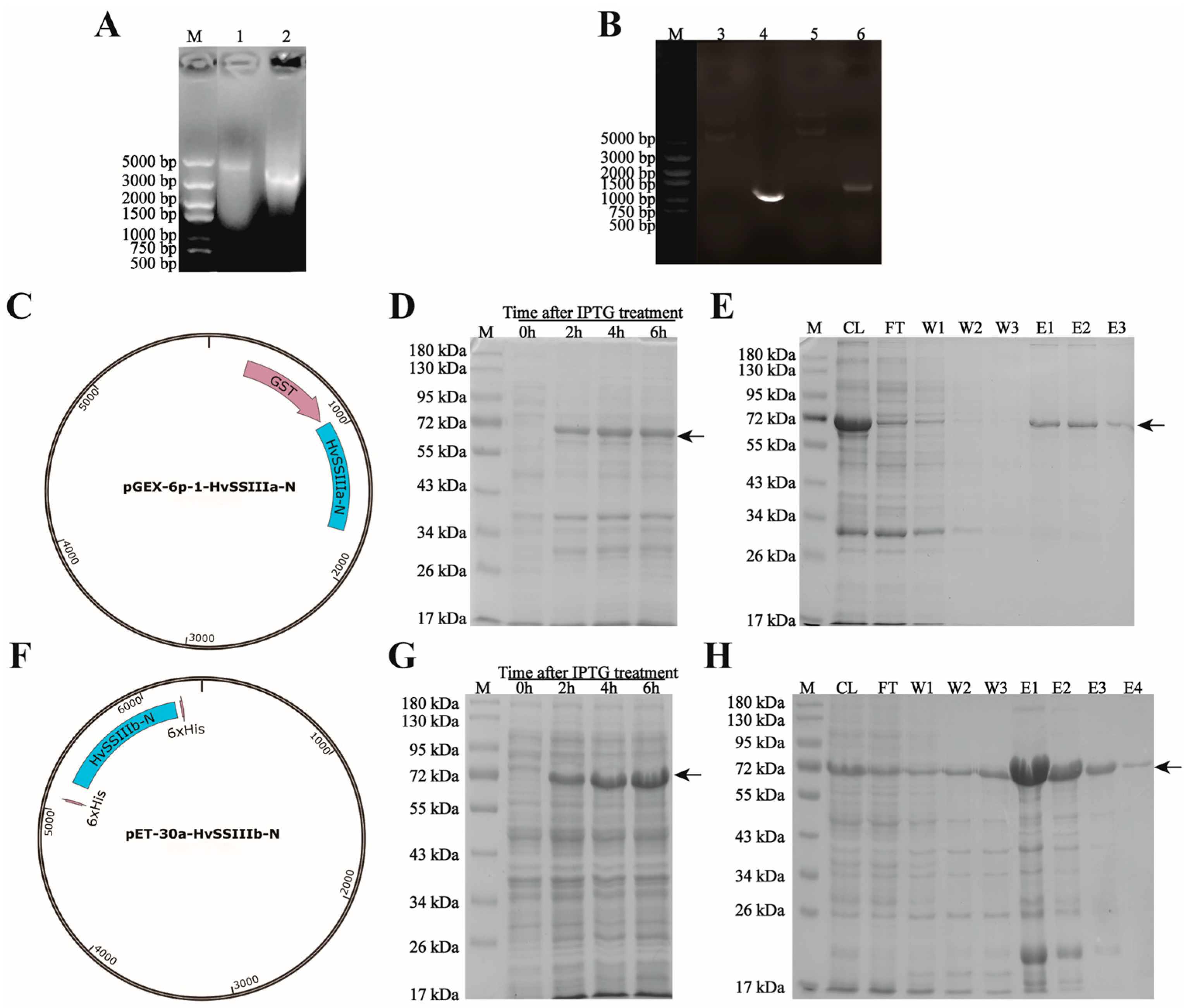 Agronomy 15 02091 g002 Agronomy 15 02091 g002