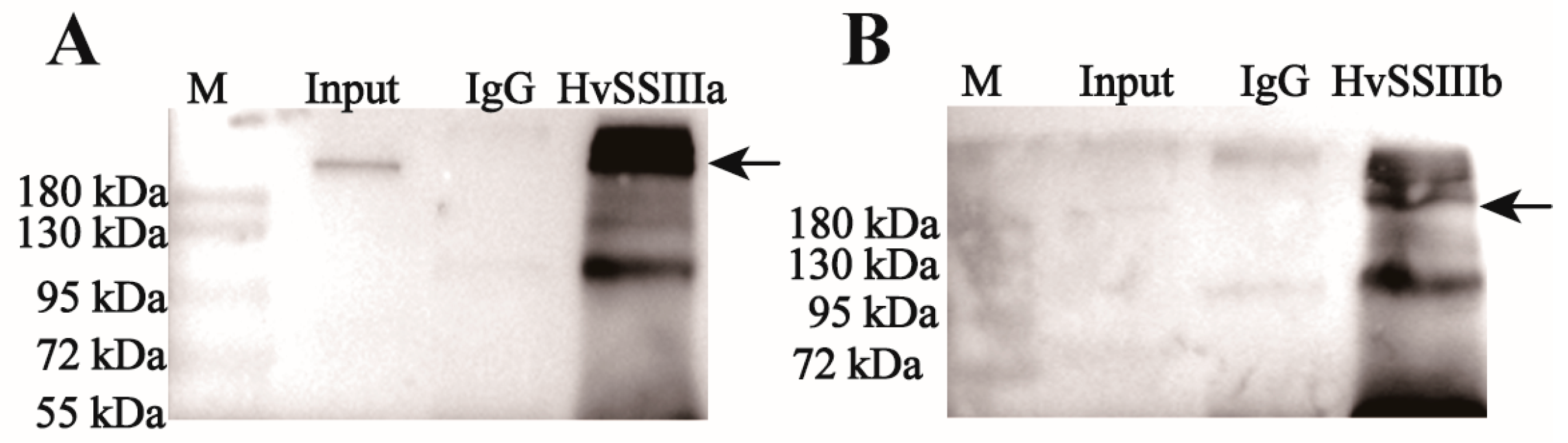 Agronomy 15 02091 g005 Agronomy 15 02091 g005