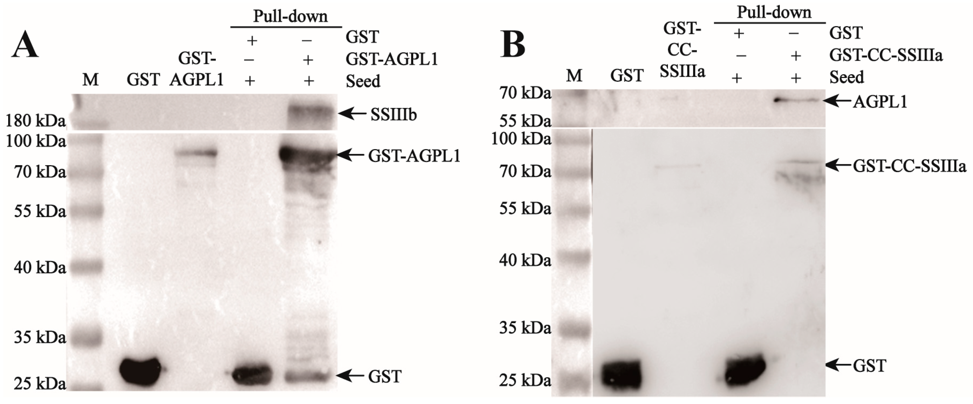 Agronomy 15 02091 g007 Agronomy 15 02091 g007
