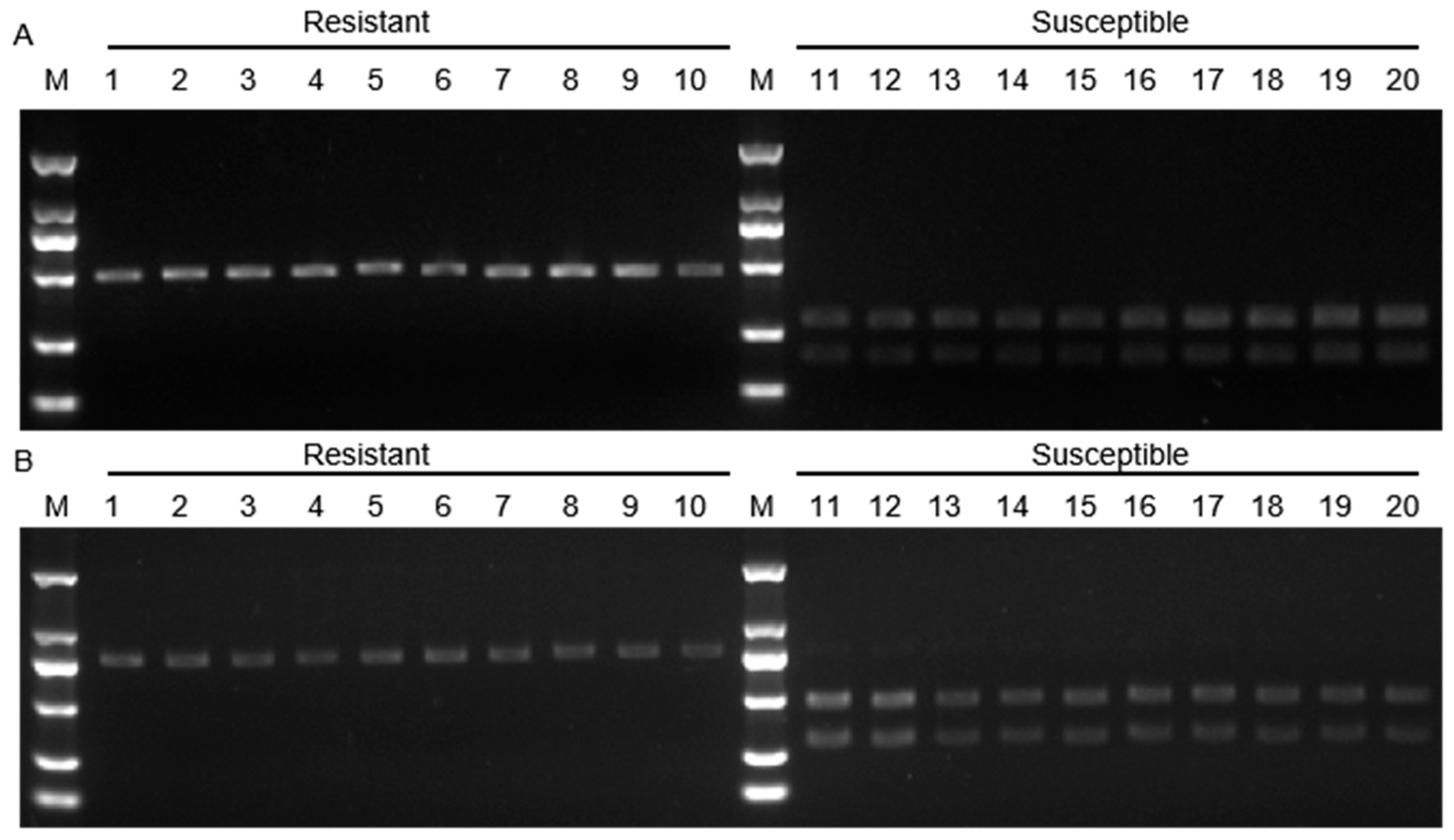 Agronomy 15 02144 g005 Agronomy 15 02144 g005