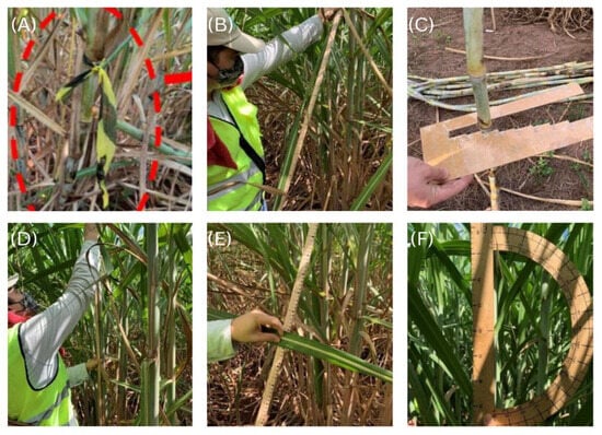 Agronomy 15 02149 g004