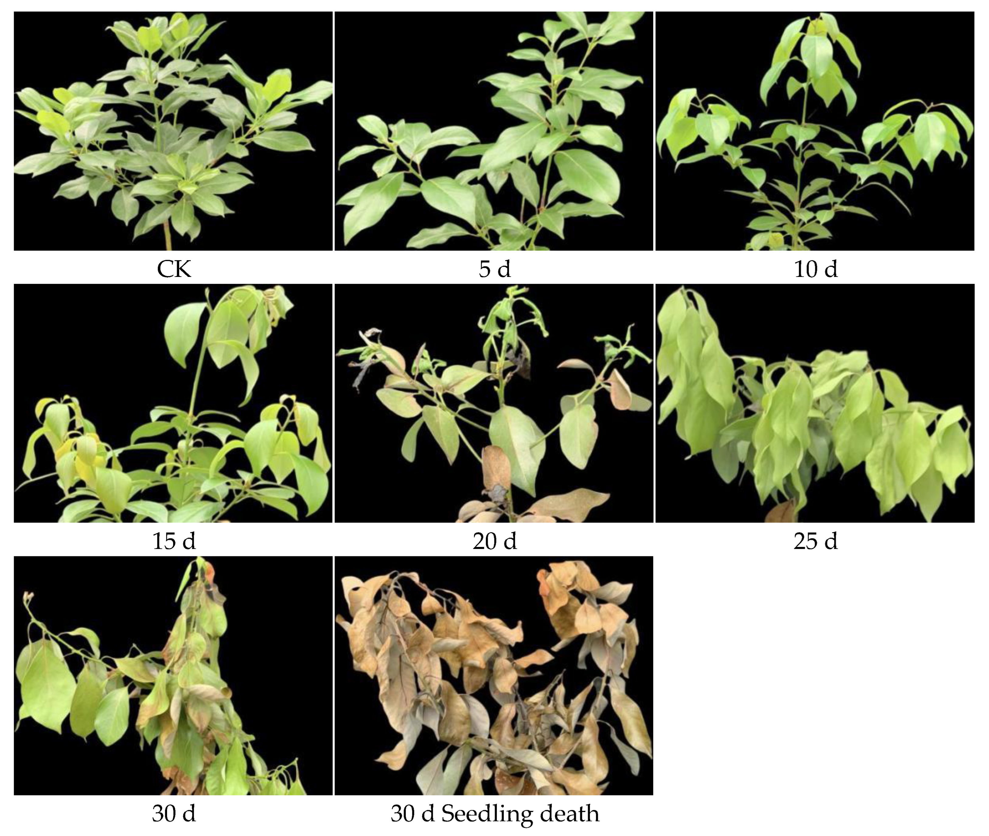 Agronomy 15 02154 g001