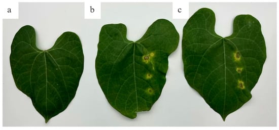 Agronomy 15 02176 g0a1