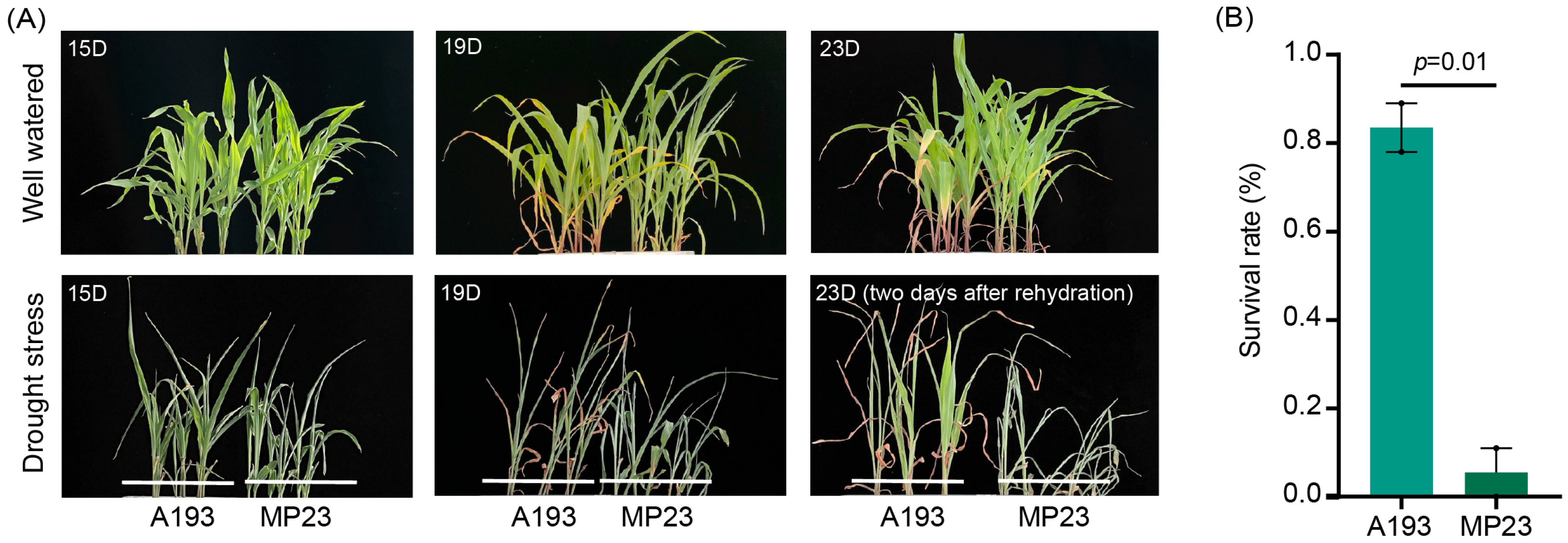 Agronomy 15 02189 g001 Agronomy 15 02189 g001